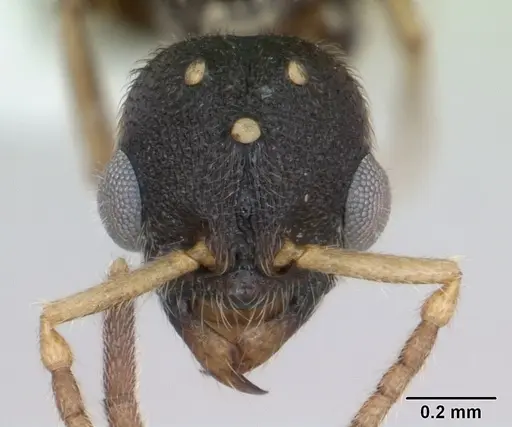 Typhlomyrmex clavicornis specimen CASENT0173388 image casent0173388_2