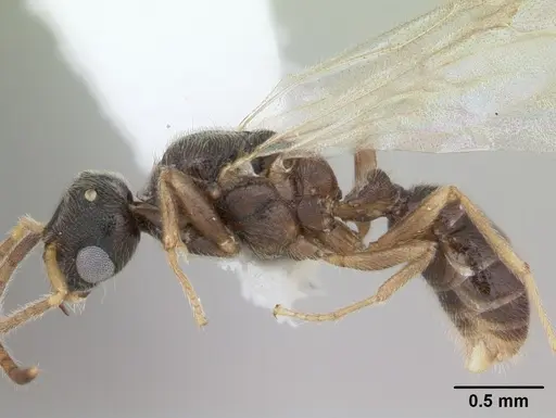 Typhlomyrmex clavicornis specimen CASENT0173388 image casent0173388_3