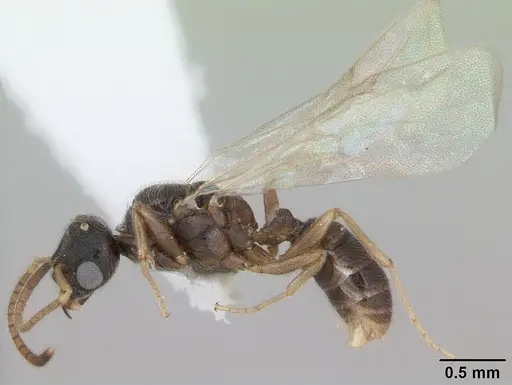 Typhlomyrmex clavicornis specimen CASENT0173388 image casent0173388_4