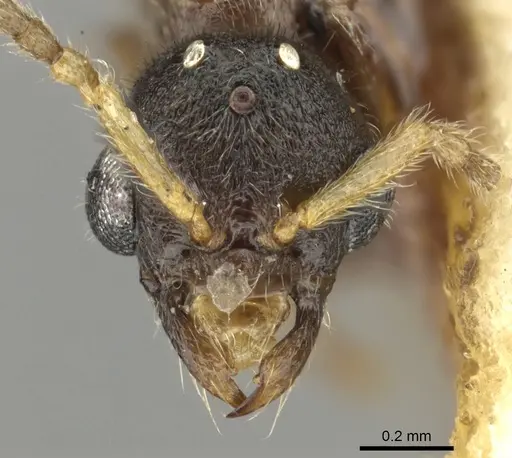 Typhlomyrmex clavicornis specimen CASENT0902406 image casent0902406_2