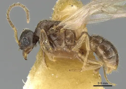 Typhlomyrmex clavicornis specimen CASENT0902406 image casent0902406_3