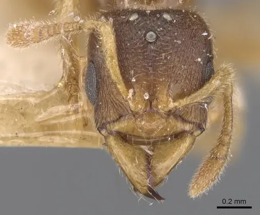 Typhlomyrmex clavicornis specimen CASENT0907129 image casent0907129_2