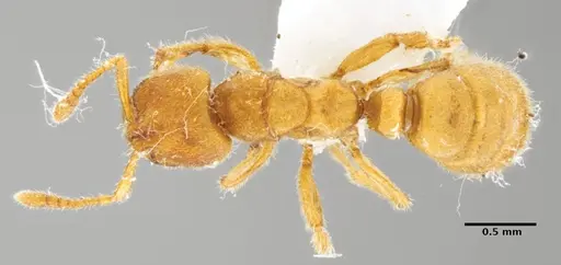 Typhlomyrmex clavicornis specimen CATAC-02562 image catac-02562_1