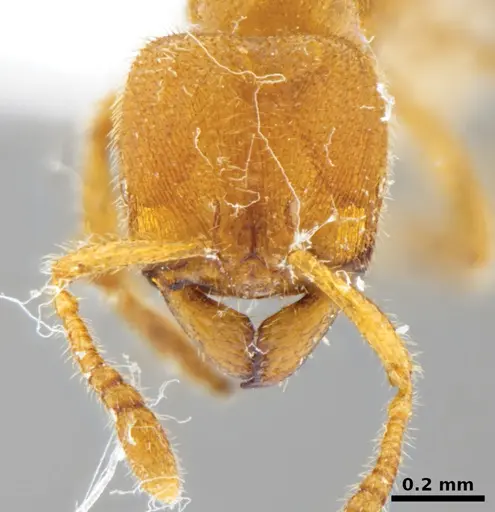 Typhlomyrmex clavicornis specimen CATAC-02562 image catac-02562_2