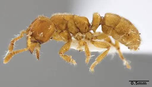 Typhlomyrmex clavicornis specimen CATAC-02562 image catac-02562_3