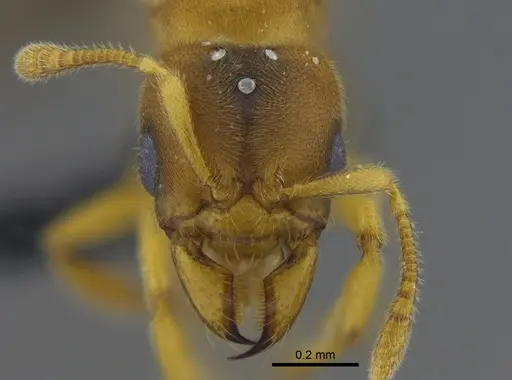 Typhlomyrmex clavicornis specimen IAVH-E-254893 image iavh-e-254893_2