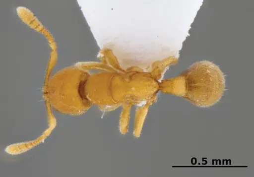 Typhlomyrmex encanto specimen ICN103630 image icn103630_1