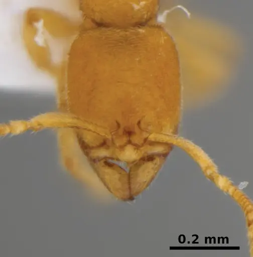 Typhlomyrmex encanto specimen ICN103630 image icn103630_2