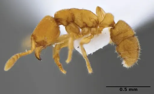 Typhlomyrmex encanto specimen ICN103630 image icn103630_3