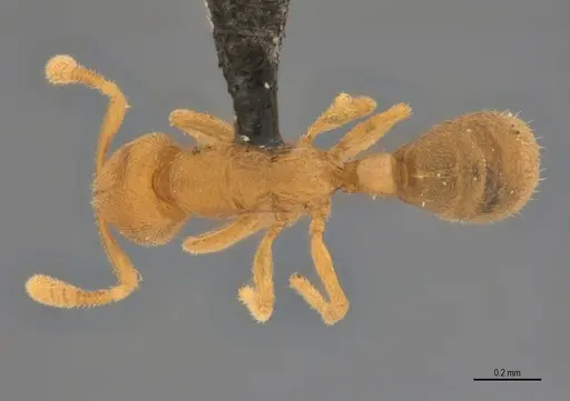 Typhlomyrmex encanto specimen UFV-LABECOL-006034 image ufv-labecol-006034_1