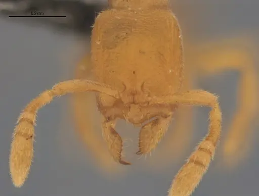 Typhlomyrmex encanto specimen UFV-LABECOL-006034 image ufv-labecol-006034_2