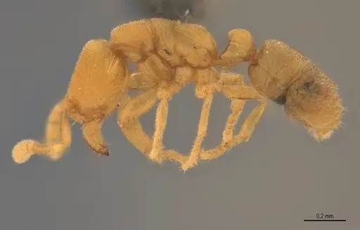 Typhlomyrmex encanto specimen UFV-LABECOL-006034 image ufv-labecol-006034_3