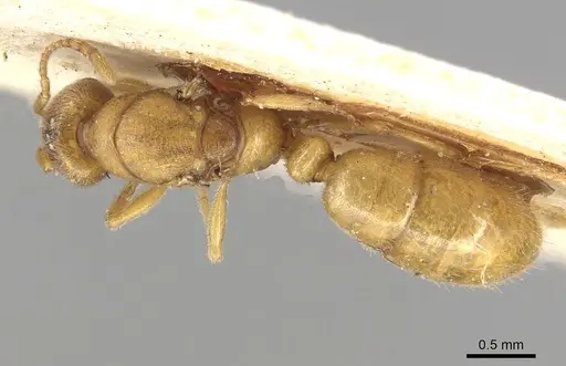 Typhlomyrmex foreli specimen CASENT0915316 image casent0915316_1