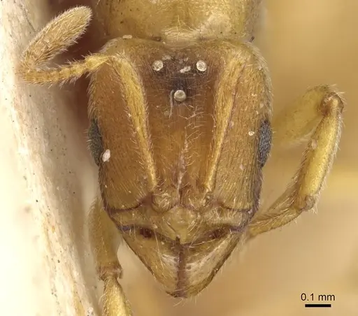 Typhlomyrmex foreli specimen CASENT0915316 image casent0915316_2