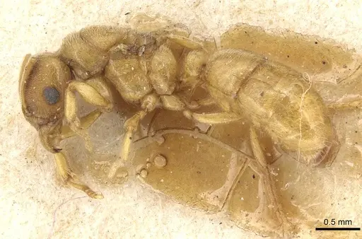 Typhlomyrmex foreli specimen CASENT0915316 image casent0915316_3