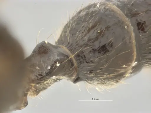 Typhlomyrmex lavra specimen ANTWEB1038070 image antweb1038070_1