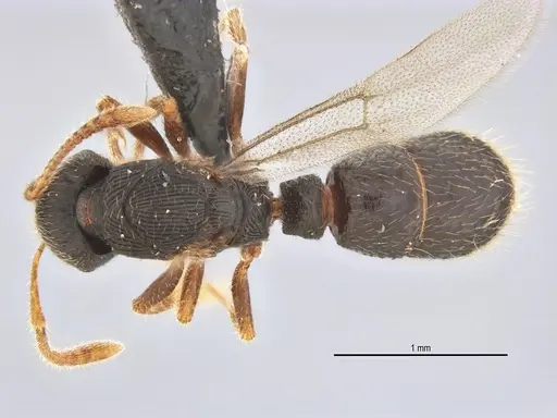 Typhlomyrmex lavra specimen ANTWEB1038092 image antweb1038092_1