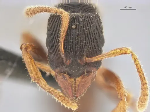 Typhlomyrmex lavra specimen ANTWEB1038092 image antweb1038092_2