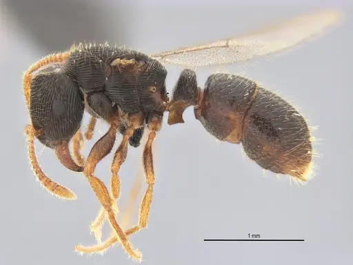 Typhlomyrmex lavra specimen ANTWEB1038092 image antweb1038092_3