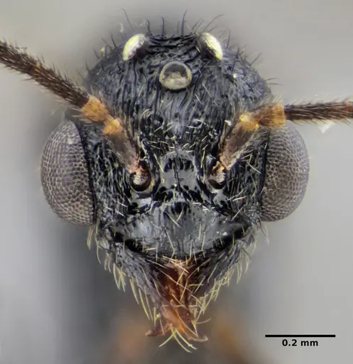 Typhlomyrmex lavra specimen ANTWEB1038118 image antweb1038118_3