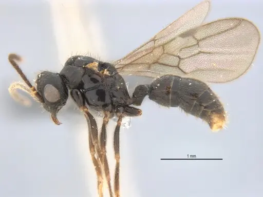 Typhlomyrmex lavra specimen ANTWEB1038118 image antweb1038118_4