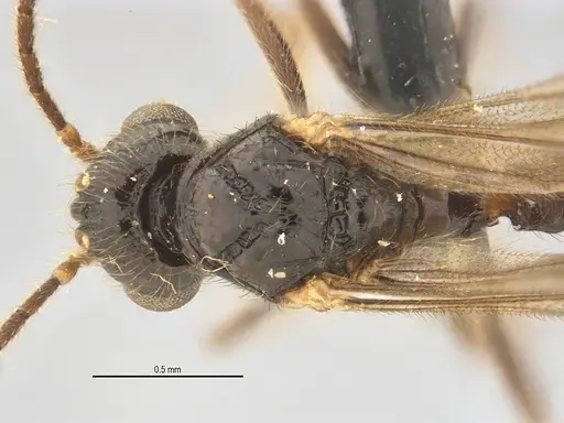 Typhlomyrmex lavra specimen ANTWEB1038154 image antweb1038154_1