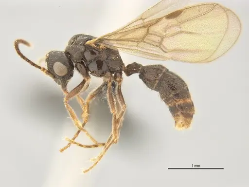 Typhlomyrmex lavra specimen ANTWEB1038154 image antweb1038154_3