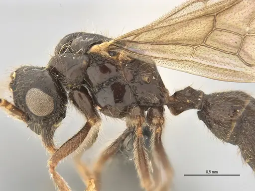 Typhlomyrmex lavra specimen ANTWEB1038154 image antweb1038154_4