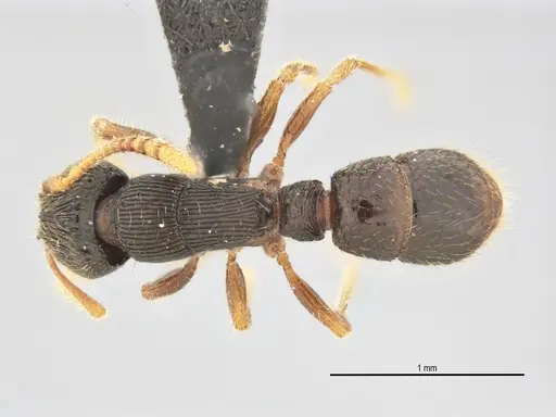 Typhlomyrmex lavra specimen UFV-LABECOL-005809 image ufv-labecol-005809_1
