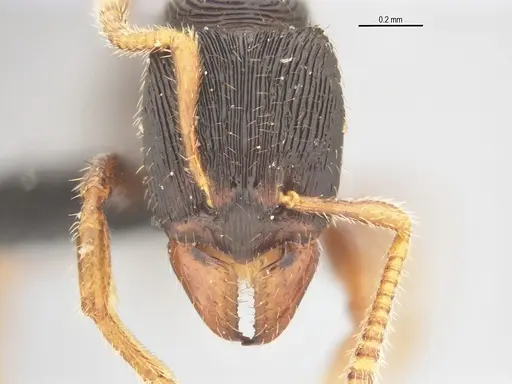 Typhlomyrmex lavra specimen UFV-LABECOL-005809 image ufv-labecol-005809_2