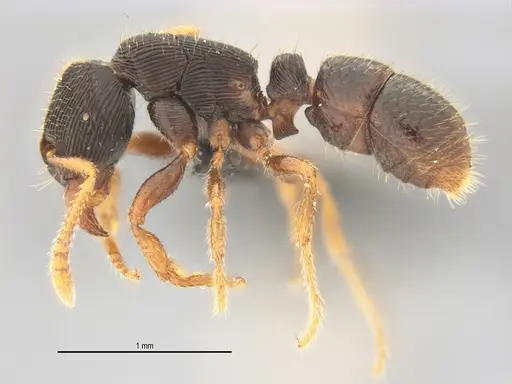 Typhlomyrmex lavra specimen UFV-LABECOL-005809 image ufv-labecol-005809_3