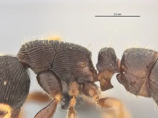 Typhlomyrmex lavra specimen UFV-LABECOL-005809 image ufv-labecol-005809_4