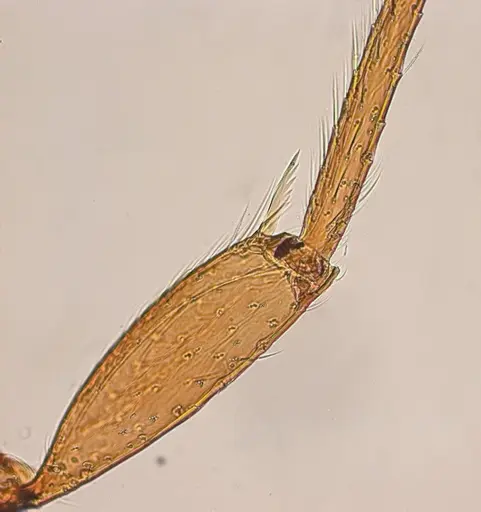 Typhlomyrmex lavra specimen UFV-LABECOL-009965 image ufv-labecol-009965_3