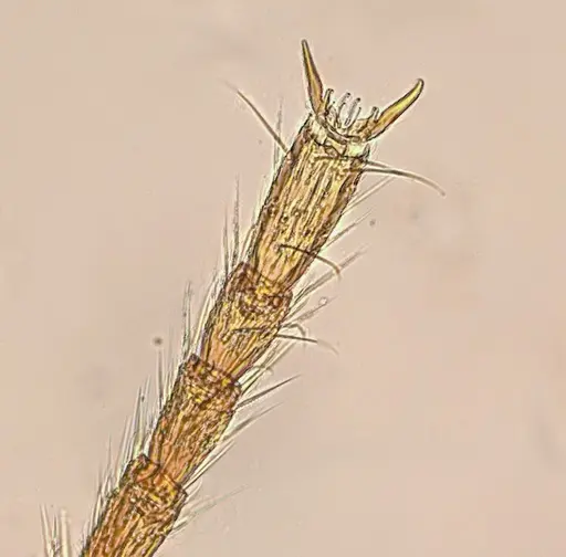 Typhlomyrmex lavra specimen UFV-LABECOL-009965 image ufv-labecol-009965_4