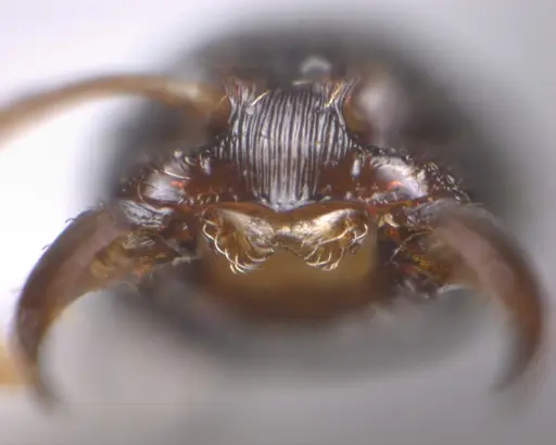Typhlomyrmex lavra specimen UFV-LABECOL-009968 image ufv-labecol-009968_1