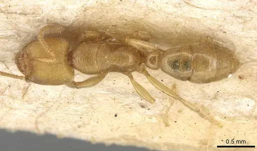 Typhlomyrmex major specimen CASENT0915317 image casent0915317_1
