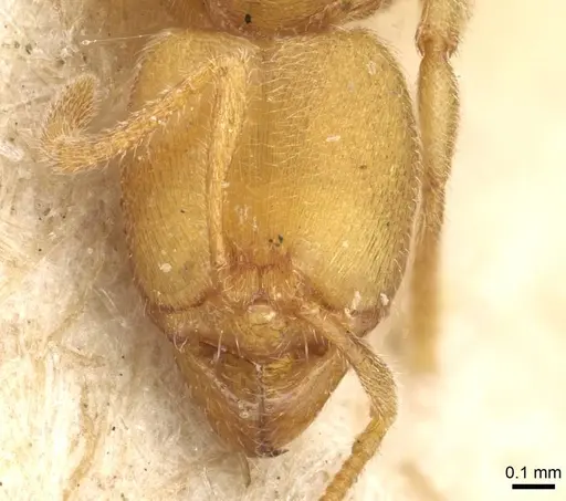 Typhlomyrmex major specimen CASENT0915317 image casent0915317_2