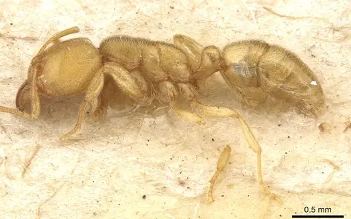 Typhlomyrmex major specimen CASENT0915317 image casent0915317_3