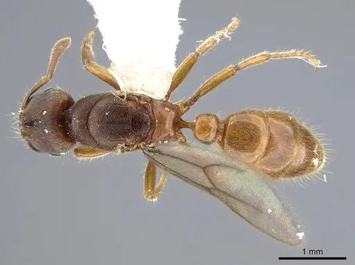 Typhlomyrmex major specimen CASENT0922014 image casent0922014_1