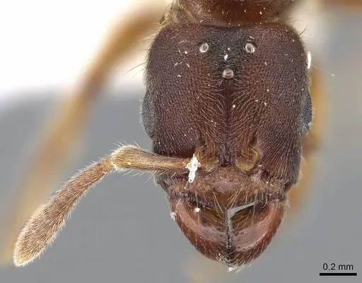 Typhlomyrmex major specimen CASENT0922014 image casent0922014_2