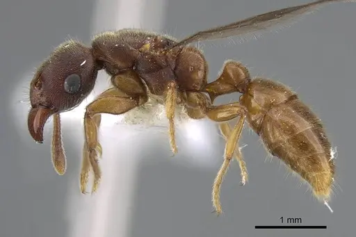 Typhlomyrmex major specimen CASENT0922014 image casent0922014_3