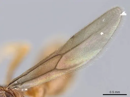 Typhlomyrmex major specimen CASENT0922014 image casent0922014_4