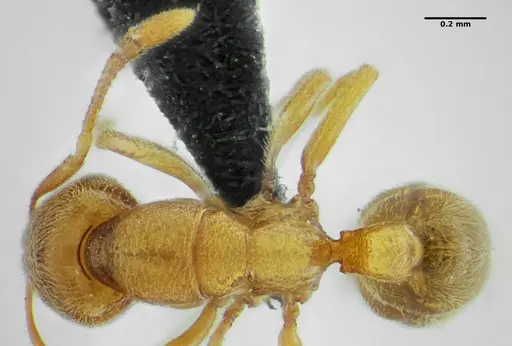 Typhlomyrmex major specimen UFV-LABECOL-009133 image ufv-labecol-009133_1