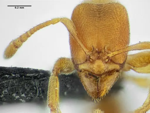 Typhlomyrmex major specimen UFV-LABECOL-009133 image ufv-labecol-009133_2