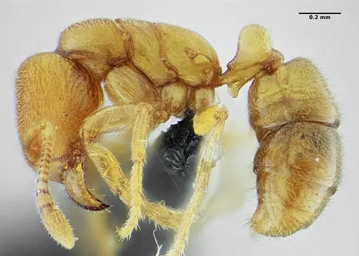 Typhlomyrmex major specimen UFV-LABECOL-009133 image ufv-labecol-009133_3