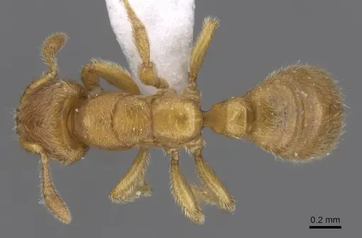 Typhlomyrmex meire specimen CASENT0915350 image casent0915350_1