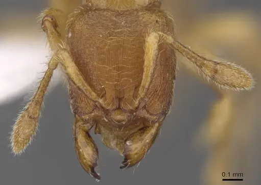 Typhlomyrmex meire specimen CASENT0915350 image casent0915350_2