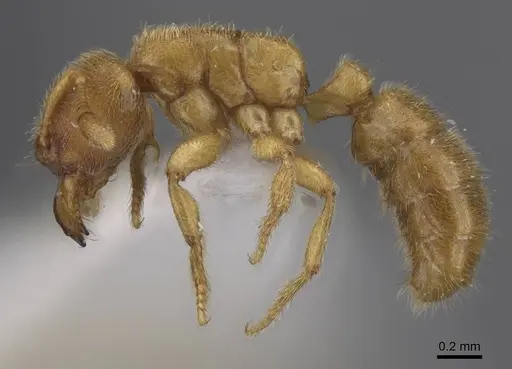 Typhlomyrmex meire specimen CASENT0915350 image casent0915350_3