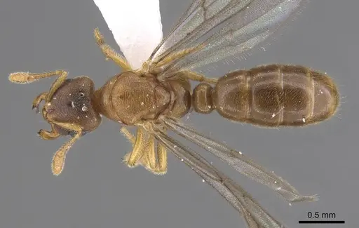 Typhlomyrmex meire specimen CASENT0915351 image casent0915351_1