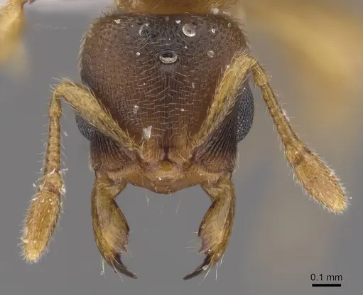 Typhlomyrmex meire specimen CASENT0915351 image casent0915351_2